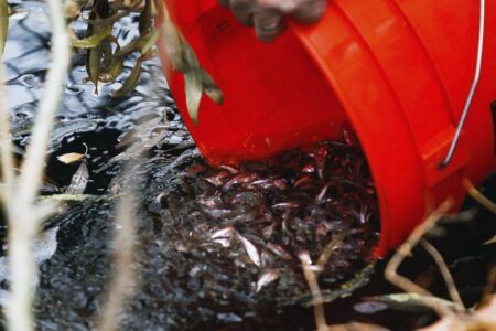 Lawsuit looms over tiny fish in drought-stricken West