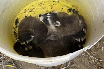 This photo provided by Morgan County (UT) Fire & EMS shows an abandoned litter of racoons that found at a construction site in northern Utah on  found new homes a demolition crew on June 14, 2023.   (Morgan County (UT) Fire & EMS via AP)