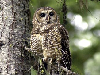 FILE - In this May 8, 2003, file photo, a northern spotted owl sits on a tree branch in the Deschutes National Forest near Camp Sherman, Ore. The U.S. Fish and Wildlife Service plans to reinstate a decades-old regulation that mandates protections for species that are newly classified as threatened.  (AP Photo/Don Ryan, File)
