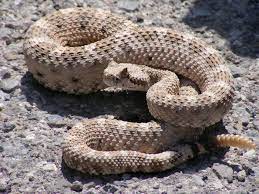 Utah Poison Control Warning Residents Of Rattlesnakes And Ticks