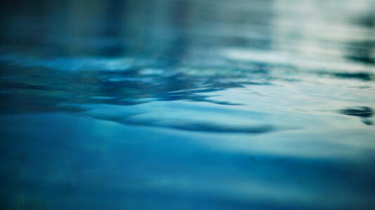 Four new species of deep-sea octopus discovered near Costa Rica