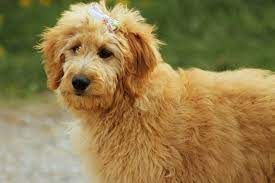 Report:  Utah’s Most Popular Dog Is The Goldendoodle