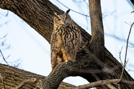 Fans propose statue, legislation in honor of Flaco the owl’s legacy