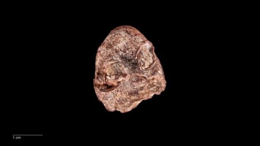 New 270-million-year-old amphibian species could help explain evolution of frogs