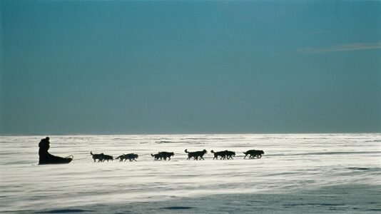 Dogsledding terrain is turning to mush: How climate change forces Iditarod to adapt