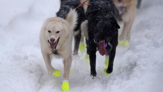 Iditarod race musher forced to fatally shoot ‘angry’ moose in wild encounter on the course