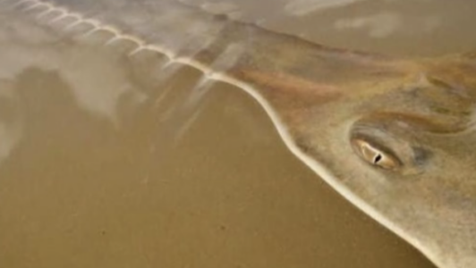 Scientists baffled over hundreds of fish ‘spinning and whirling’ dead onto South Florida shores