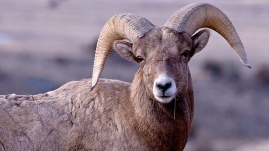 80-year-old man pleads guilty to genetically engineering giant hybrid sheep in ‘audacious scheme,’ DOJ announces
