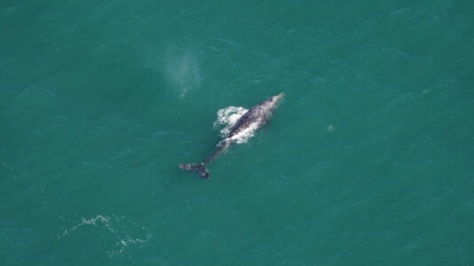 ‘Incredibly rare’ gray whale spotted 200 years after extinction from the Atlantic