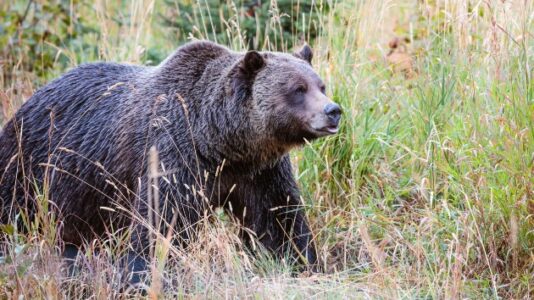 Man, 35, survives grizzly bear attack after encountering two of them at national park