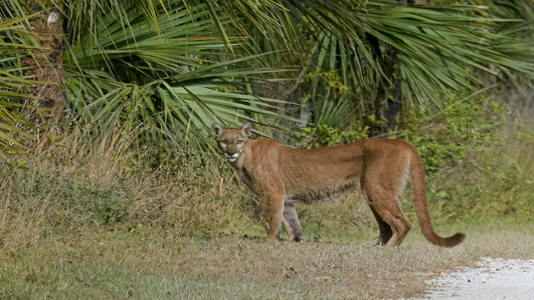 How experts are trying to save the Florida panther
