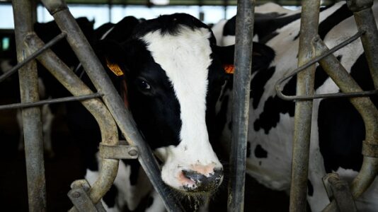 Mandatory Bird Flu Testing Of Dairy Cows