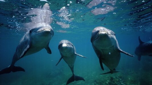 More than 80 dolphins stranded in ‘difficult’ location on Massachusetts beach, animal welfare group says