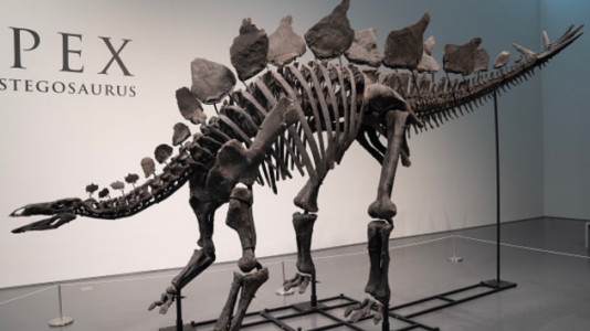 Stegosaurus skeleton, nicknamed ‘Apex,’ sells for record $44.6M at Sotheby’s auction