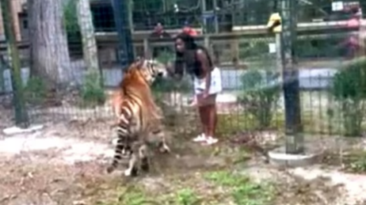 Woman charged for allegedly ‘enticing’ tiger after hopping zoo fence: Police