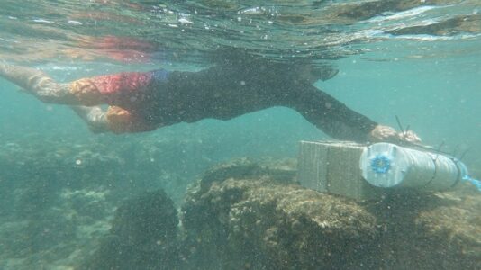 How the marine ecosystem in Maui is faring 1 year after the wildfires