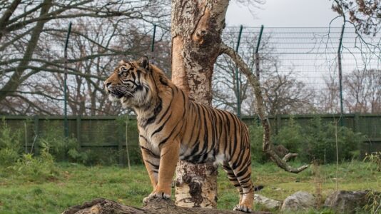 Woman nearly bitten by tiger after hopping fence at New Jersey zoo, video shows