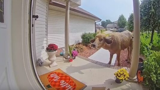 Police warn ‘aggressive’ water buffalo has been on the loose for days in this state