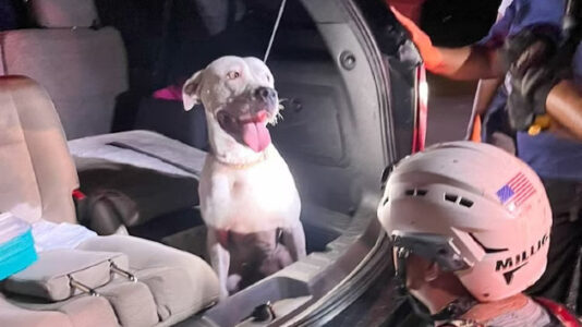 Firefighters launch rescue operation for dog that fell into Florida cave
