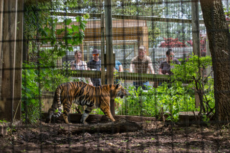 Investigation into roadside zoos finds risks to guests and animals at some facilities
