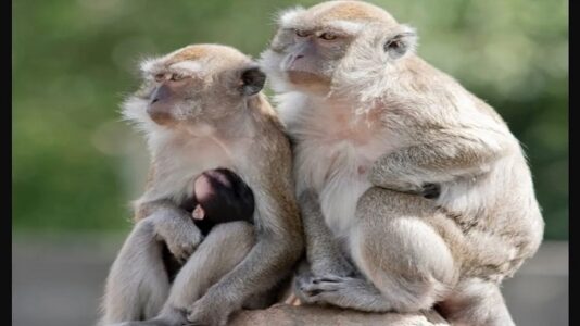 32 escaped monkeys captured in South Carolina, 11 remain on the loose