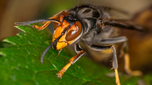 ‘Murder hornet’ eradicated from US, officials declare