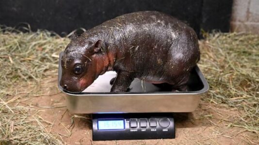 Endangered pygmy hippo born at Virginia zoo