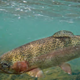 Nearly 13M Fish Stocked In Utah Lakes