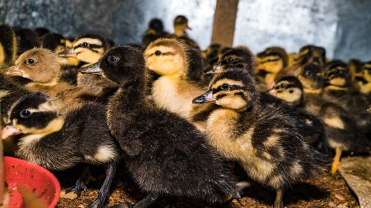 Long Island farm forced to euthanize more than 100,000 ducks after bird flu detected