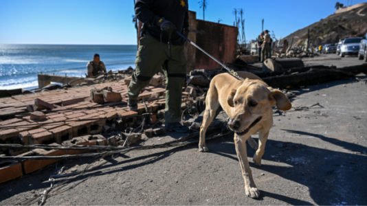 Firefighter helps rescue dog while battling Eaton Fire: ‘I need to find that dog’