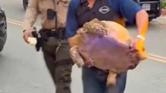 Beloved family tortoise found safe after LA fires
