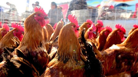 NY poultry markets shut down as a precaution over bird flu