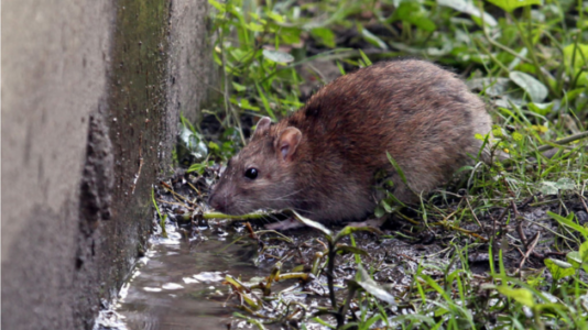 These US cities could see surge in disease-spreading pests this spring