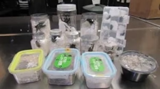 37 live giant beetles found inside Japanese snack packets at LAX