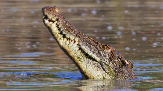 Woman bitten by alligator in Florida