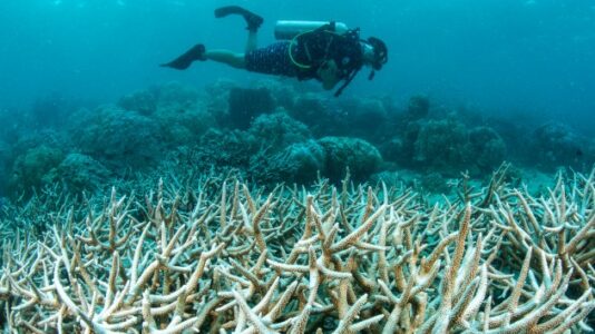 Largest coral bleaching event on record impacts 84% of world’s reefs: NOAA