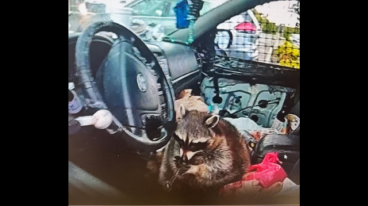 Woman arrested after raccoon named Chewy found with meth pipe in driver’s seat during police stop
