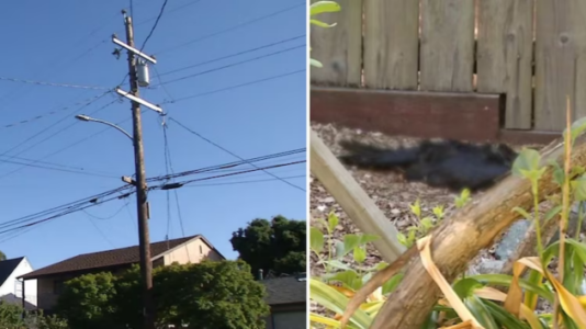 ‘Exploding birds’ freak out residents in California city