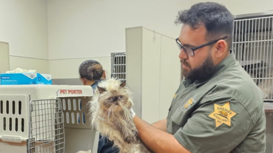 Woman allegedly leaves over 100 cats inside U-Haul, arrested: Police