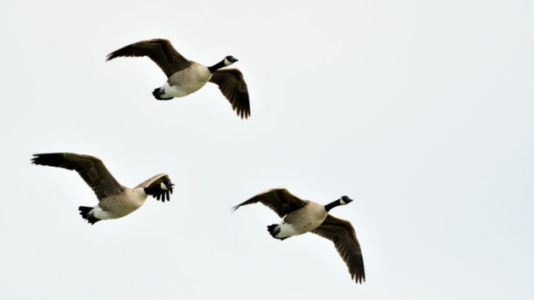 At least 7 geese dead after car strikes flock crossing New Jersey street