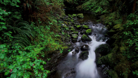 Plane crash kills 1 and injures 2 in remote area of Olympic National Park