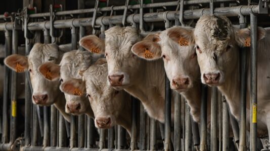 Carbon cost of meat in US: This is how many greenhouse gas emissions are released