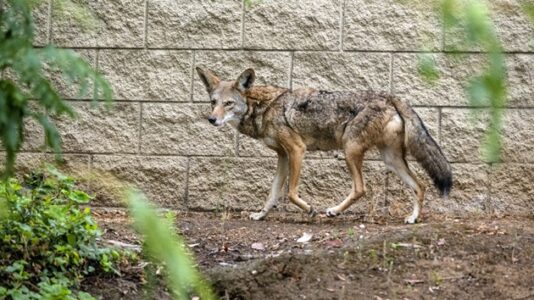 Coyote attacks, chases 9-year-old playing hide-and-seek in Oregon yard: Officials