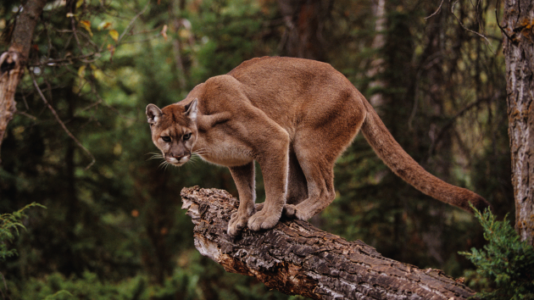 Colorado hiker killed in mountain lion attack: Officials