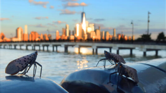 Why invasive spotted lanternflies are thriving in the US