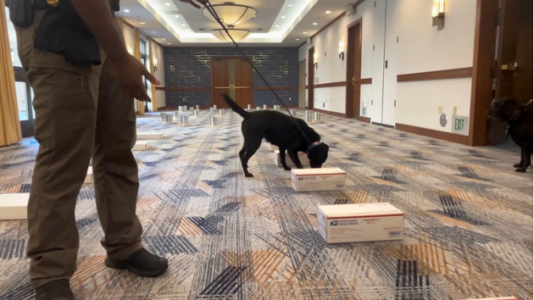 Federal law enforcement’s bomb-sniffing dogs are helping to secure Super Bowl
