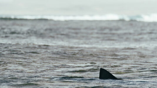 White shark reported off East Coast in NJ and NY