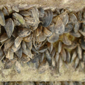 Quagga mussels cling to the bottom of this boat at Lake Mead.